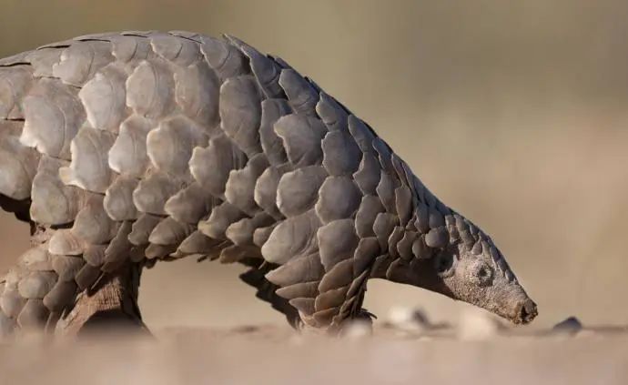 我國&ldquo;十四五&rdquo;將加強(qiáng)野生動植物保護(hù)