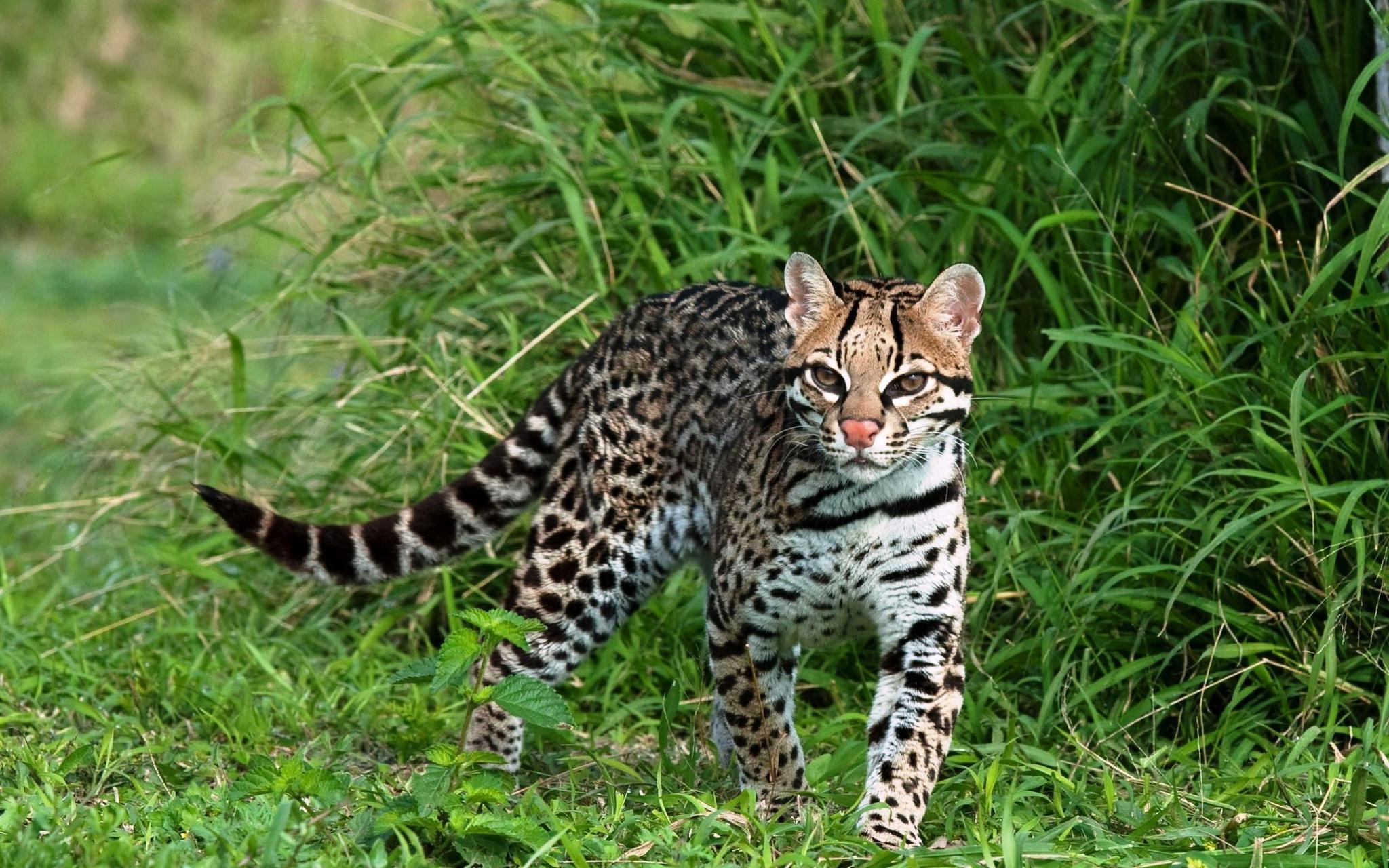 9489a461f299ca30101d21487f274b86.jpg 豹貓.jpg