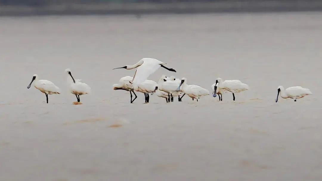 43bf4045b03a6d5bf61304ea4412ce8f.jpg 黑臉琵鷺01.jpg