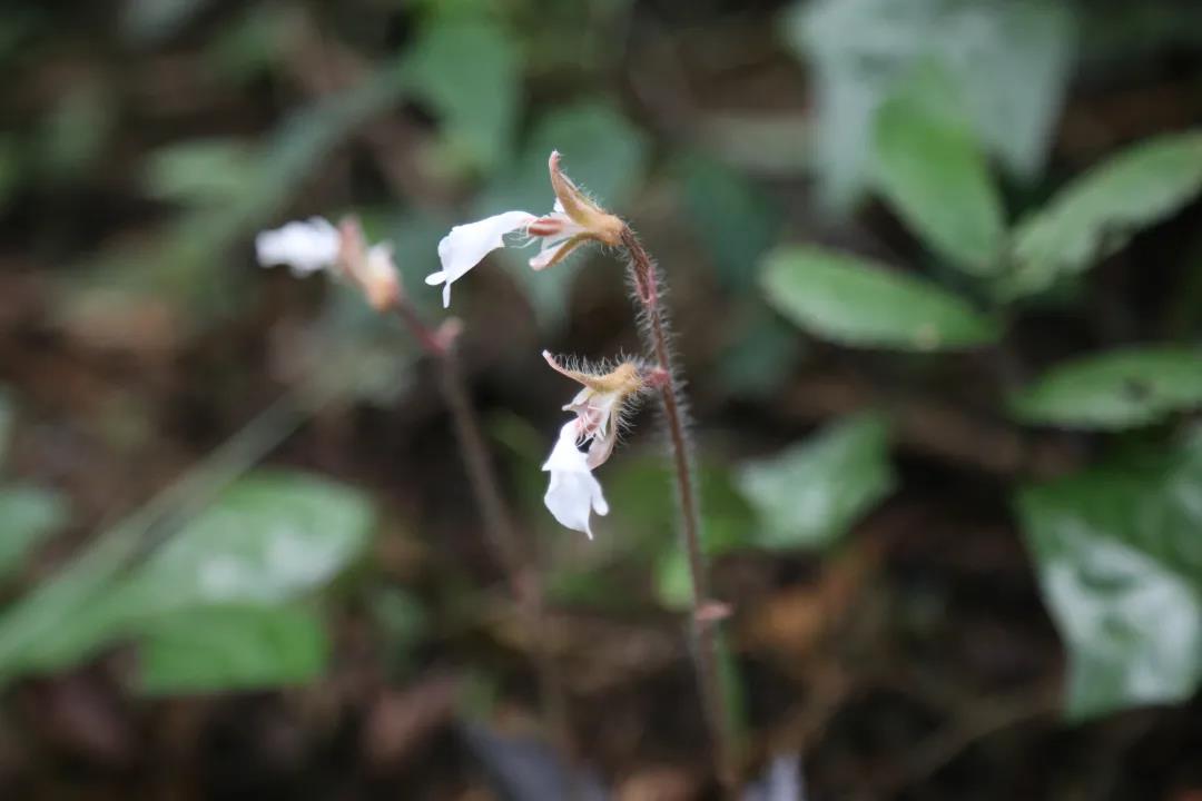 廣東首次發(fā)現(xiàn)西南齒唇蘭，刷新物種分布記錄