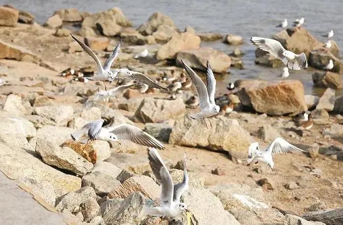 深圳迎來觀鳥賞魚最佳季節(jié)！