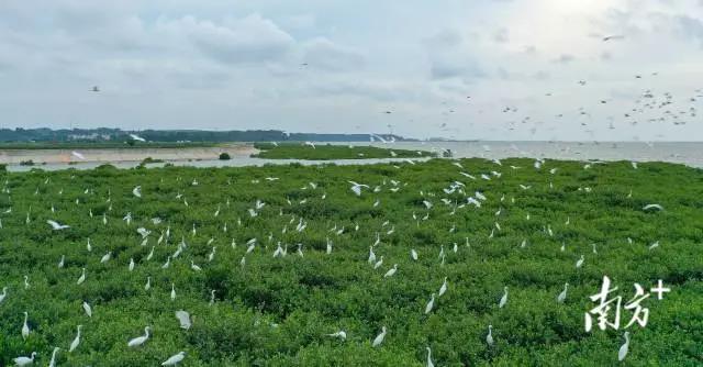 珍稀鳥類云集，湛江紅樹林成&ldquo;鳥的天堂&rdquo;
