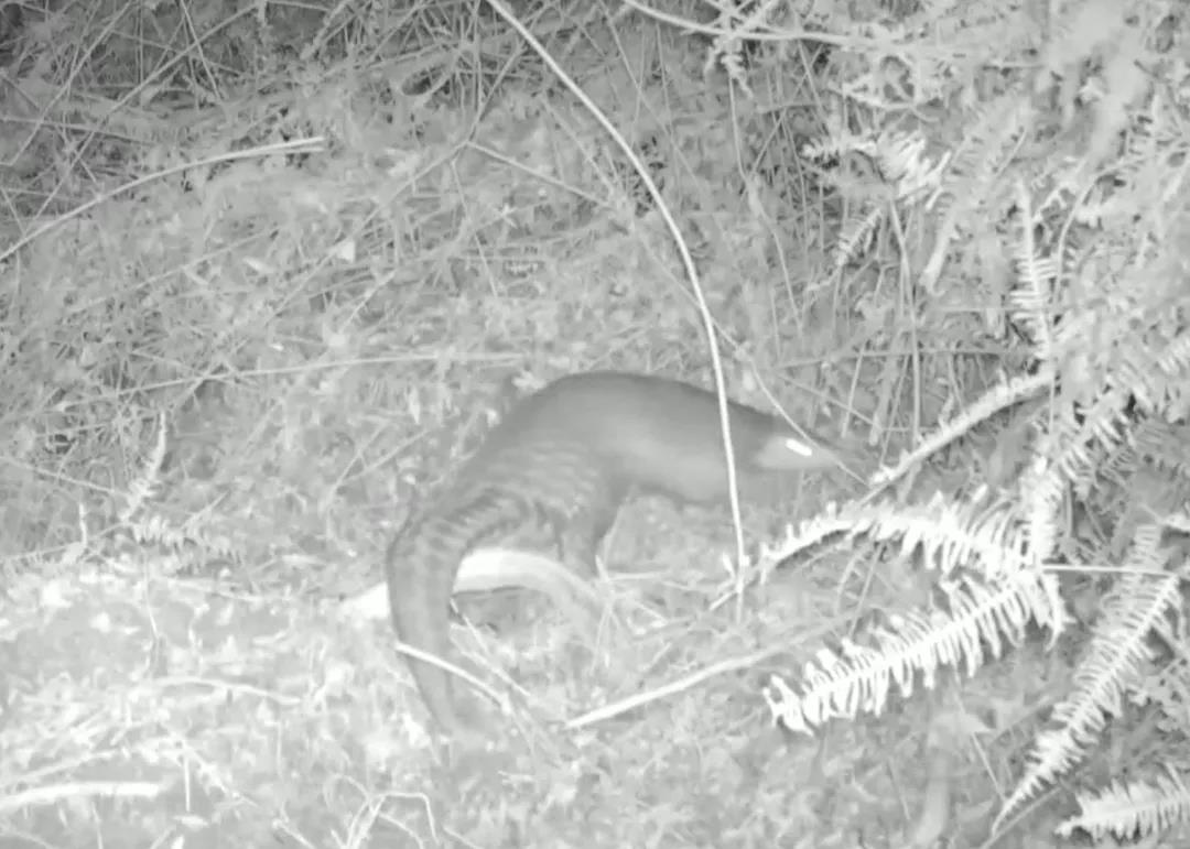 近20年來首次！河源新港保護(hù)區(qū)發(fā)現(xiàn)中華穿山甲