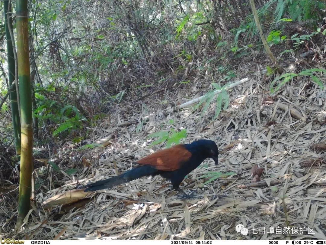 1d8c33fd356b76ccbf8dd56f6fd73425.jpg 011.jpg