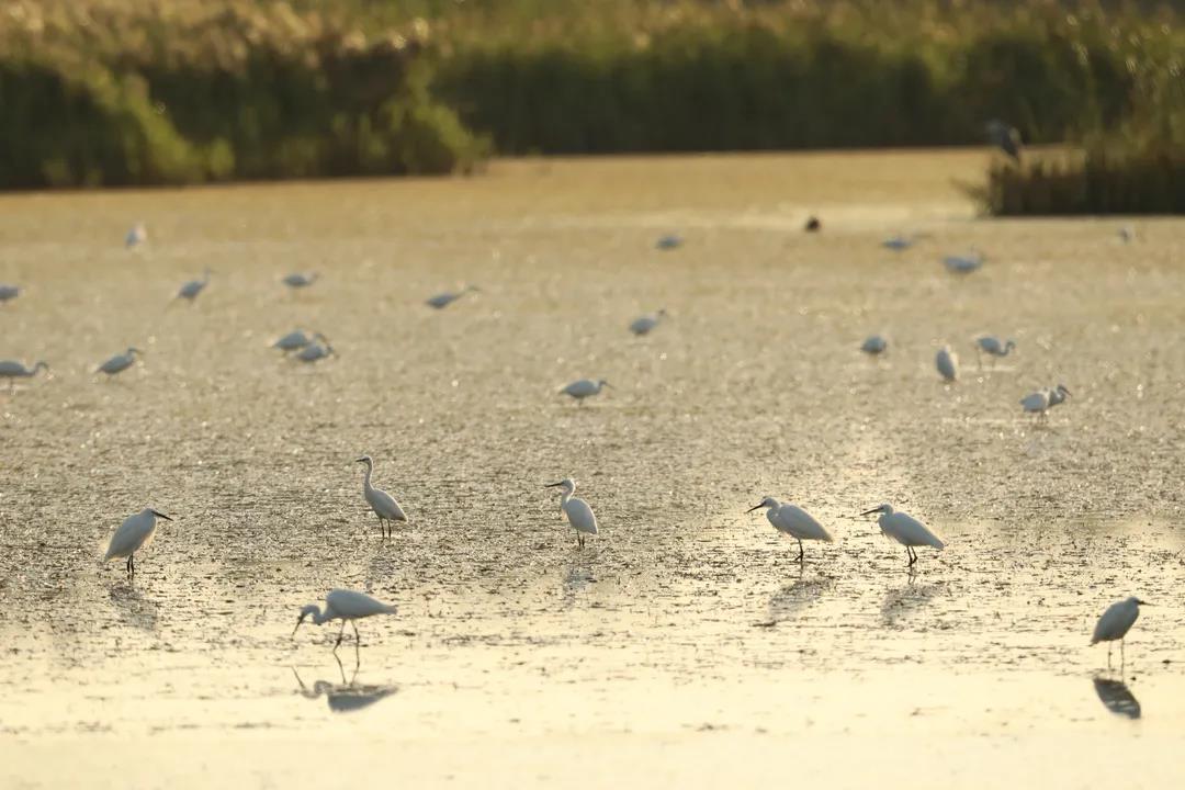 我國(guó)首次對(duì)保護(hù)濕地立法！將實(shí)行濕地面積總量管控
