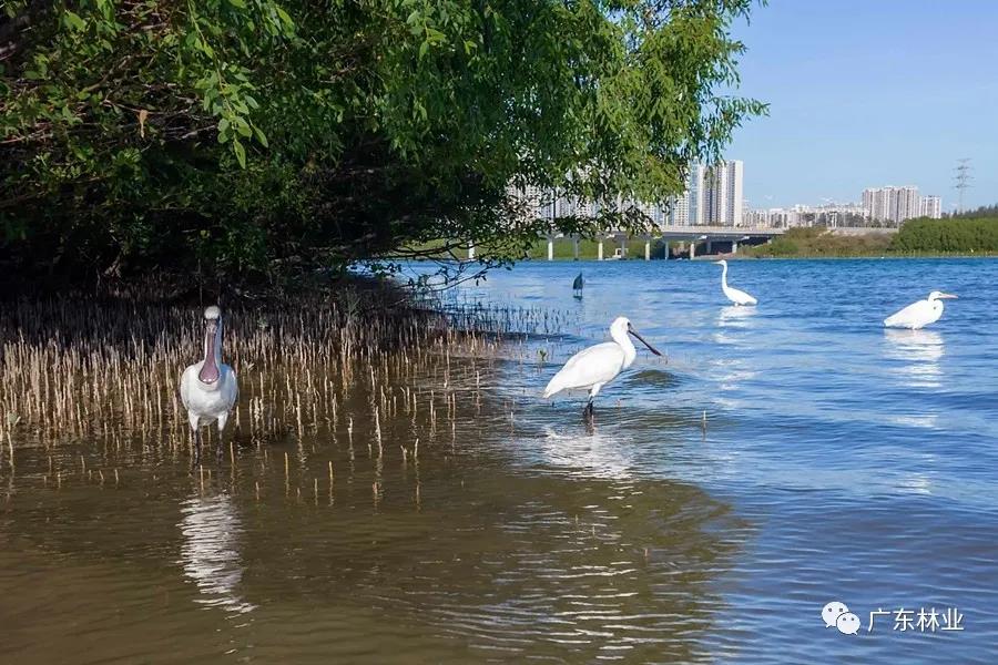 惠州大亞灣再次拍到黑臉琵鷺！