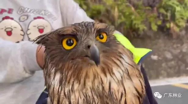 &ldquo;呆萌&rdquo;猛禽獲市民救助！深圳梧桐山發(fā)現(xiàn)&ldquo;小可愛(ài)&rdquo;
