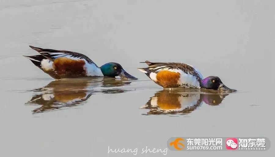 966233899c0e6cea9ea710904c18f41c.jpg 009.jpg