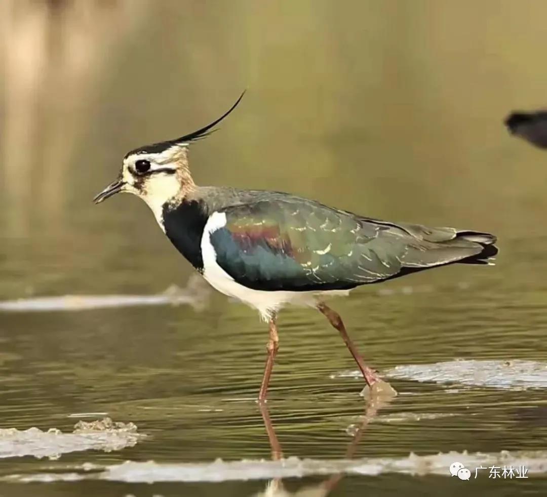 驚喜！鳳頭麥雞成群現(xiàn)身陽(yáng)江