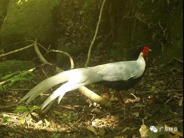 小靈貓、豹貓等&ldquo;國(guó)保&rdquo;動(dòng)物現(xiàn)身東源康禾保護(hù)區(qū)！