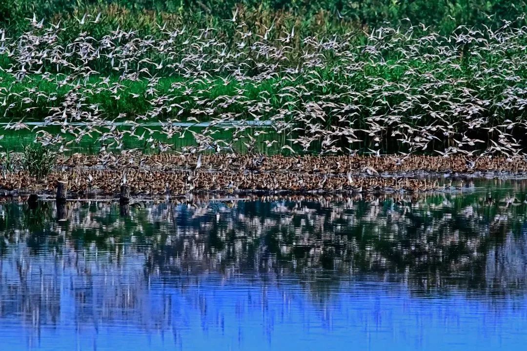 深圳共記錄野生動(dòng)植物2671種，看看你能認(rèn)出多少？