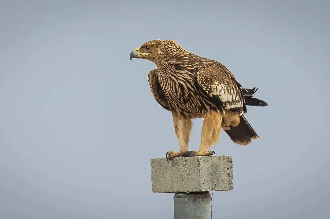 9a05e8566c63da6cb38620c0601600a8.jpg 009.jpg