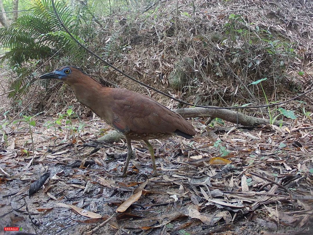 珠海首次記錄到黑冠鳽！