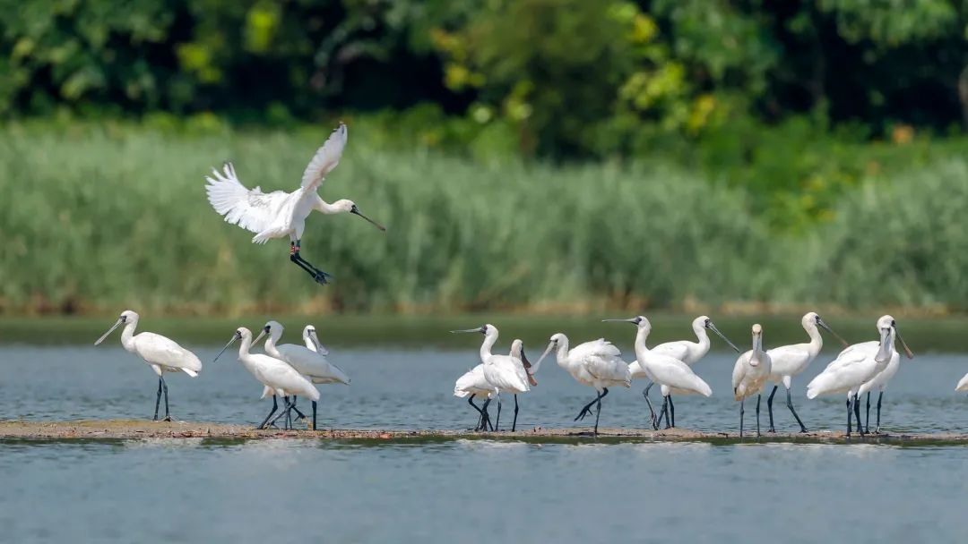 國際生物多樣性日丨有多少野生動植物安家廣東？速看我省物種保護最新動態(tài)！