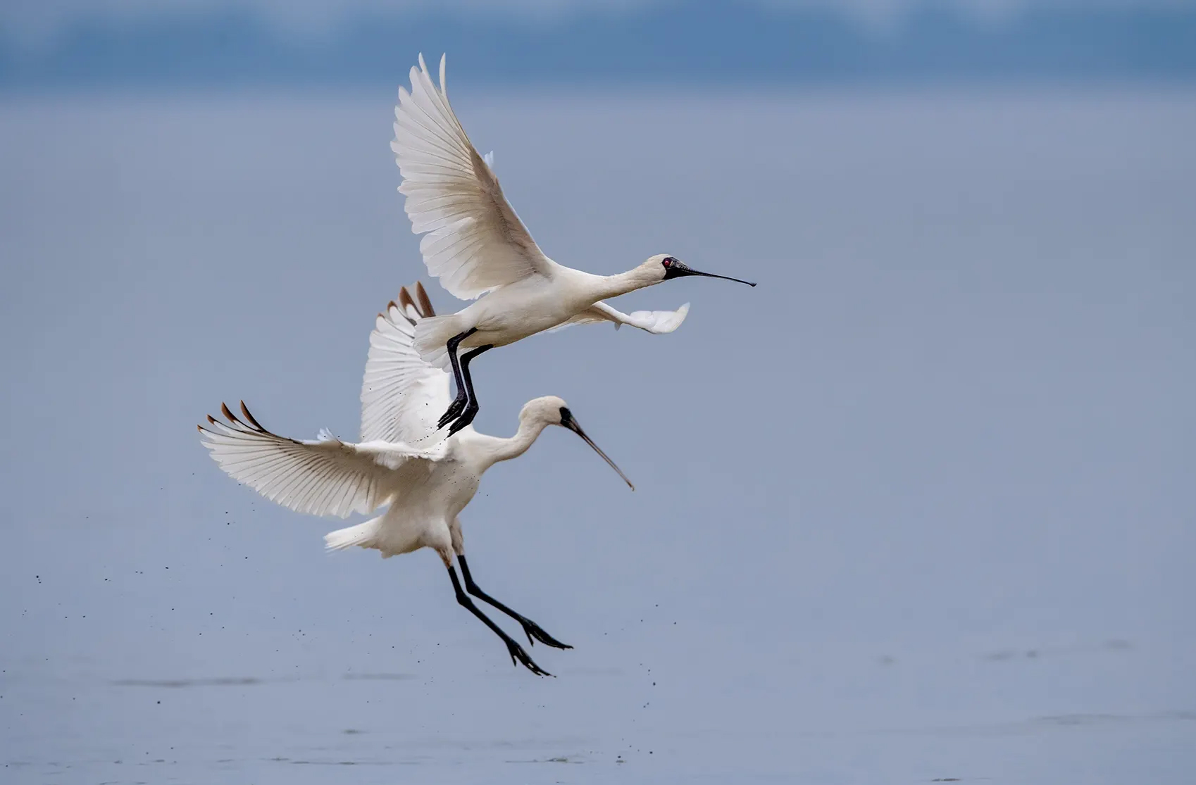 嶺南之南③丨來(lái)了就是深圳鳥(niǎo)！