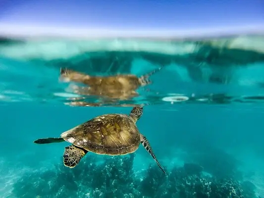 嶺南之南④丨探訪(fǎng)廣東&ldquo;海龜產(chǎn)房&rdquo;：小海龜破殼第一秒就面臨生死考驗(yàn)！