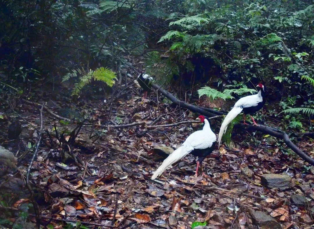 df9fd803b2a2b3d69f2e1ef91a27db33.jpg 005.jpg