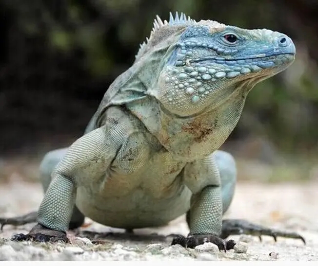 10余年后再現(xiàn)身！云浮發(fā)現(xiàn)國家二級(jí)保護(hù)動(dòng)物長(zhǎng)鬣蜥