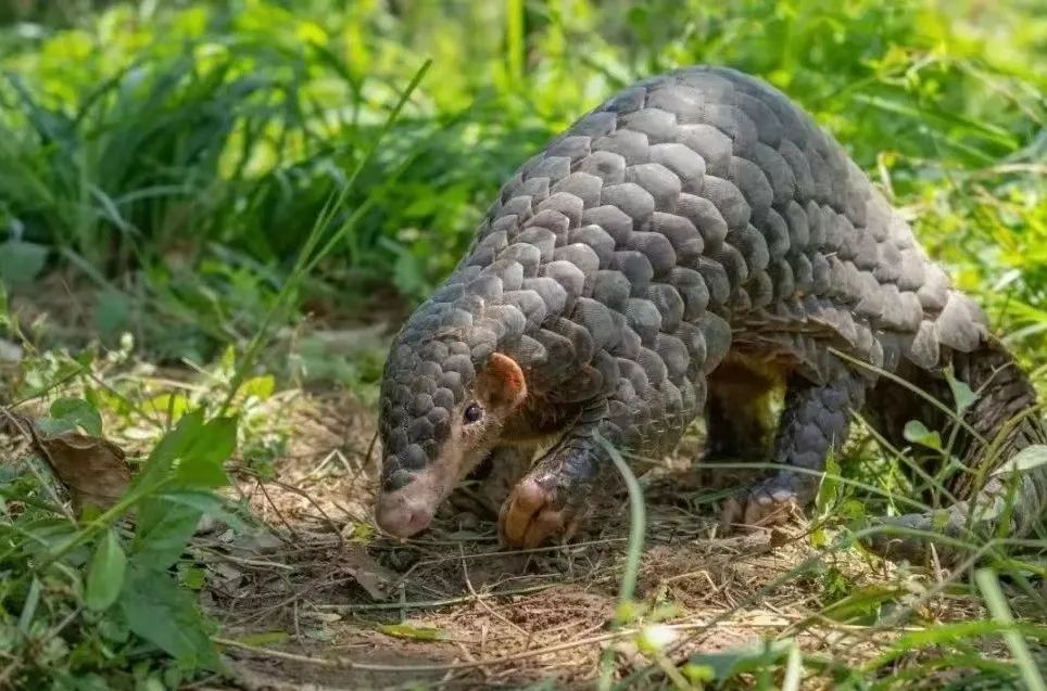 國家一級(jí)保護(hù)野生動(dòng)物再現(xiàn)茂名！內(nèi)有珍貴視頻，快來看！