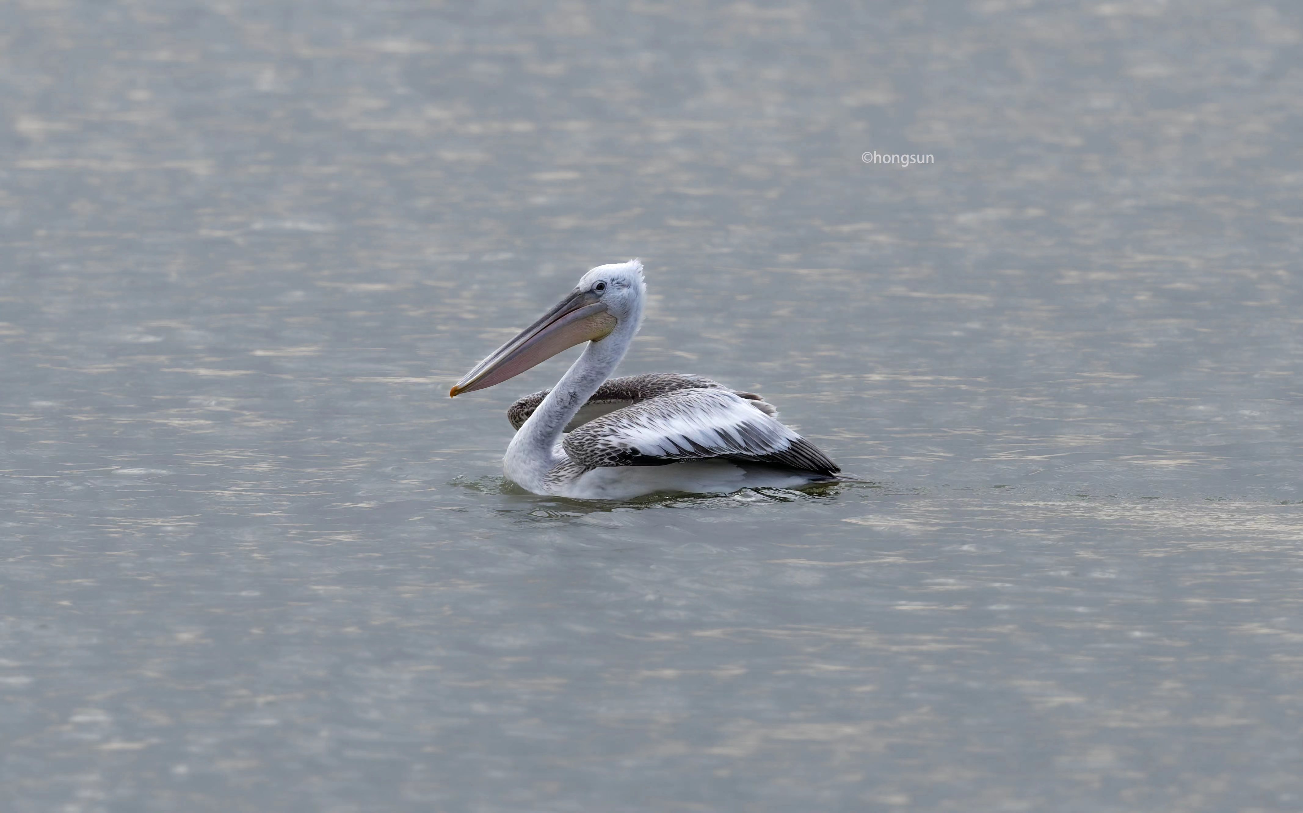 澳盾身邊的自然觀察&mdash;&mdash;卷羽鵜鶘